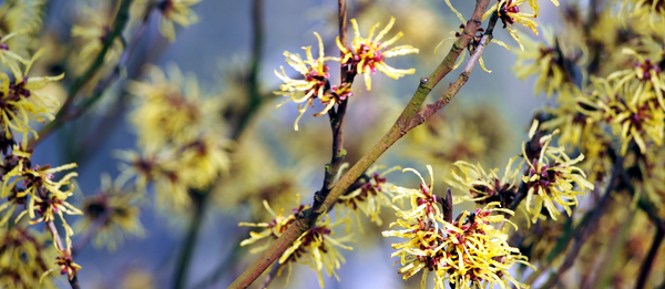 The Magic of Witch Hazel: How it Benefits Your Skin