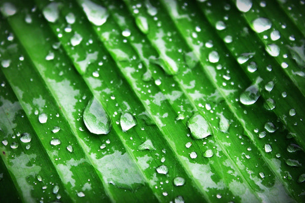Water droplets on a green leaf, representing answers about Phyto Multi-Correction Serum hydration and ingredients.